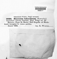 Hydnoporia tabacina image